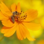ミツバチと花のカンケイ