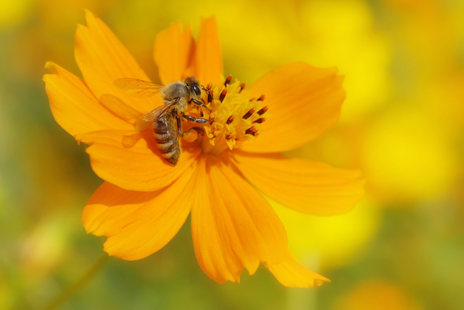 ミツバチと花のカンケイ