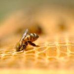 ミツバチの巣：機能性の高さにびっくり