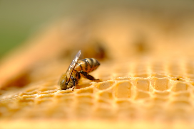 ミツバチの巣：機能性の高さにびっくり