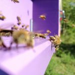 ミツバチが謎の大量死？蜂群崩壊症候群について